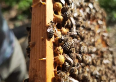 Biene schlüpft